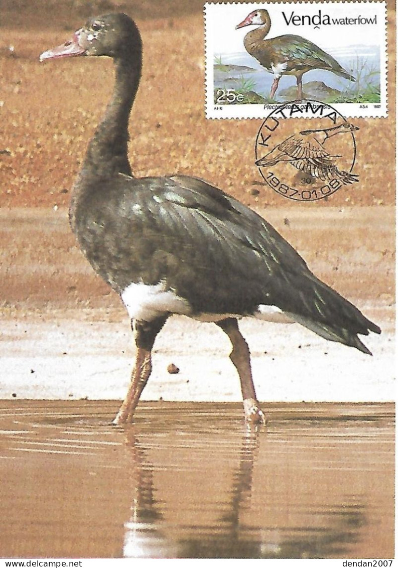 Venda (south Africa) - Maximumcard 1987 :  Spur-winged Goose  -  Plectropterus Gambensis - Gänsevögel