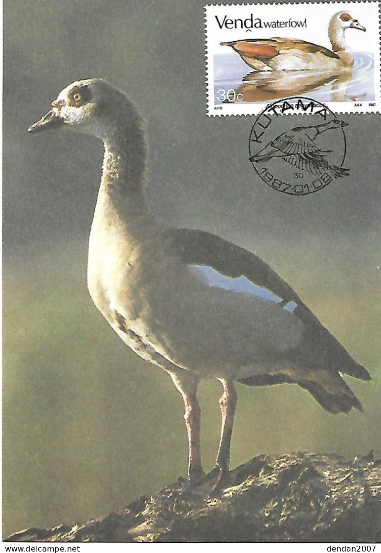 Venda (south Africa) - Maximumcard 1987 : Egyptian Goose  -  Alopochen Aegyptiaca - Gänsevögel