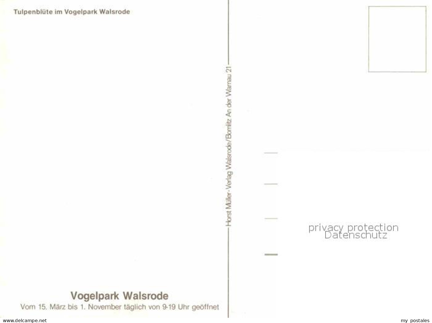 42622976 Walsrode Lueneburger Heide Tulpenbluete Vogelpark Windmuehle Walsrode - Walsrode