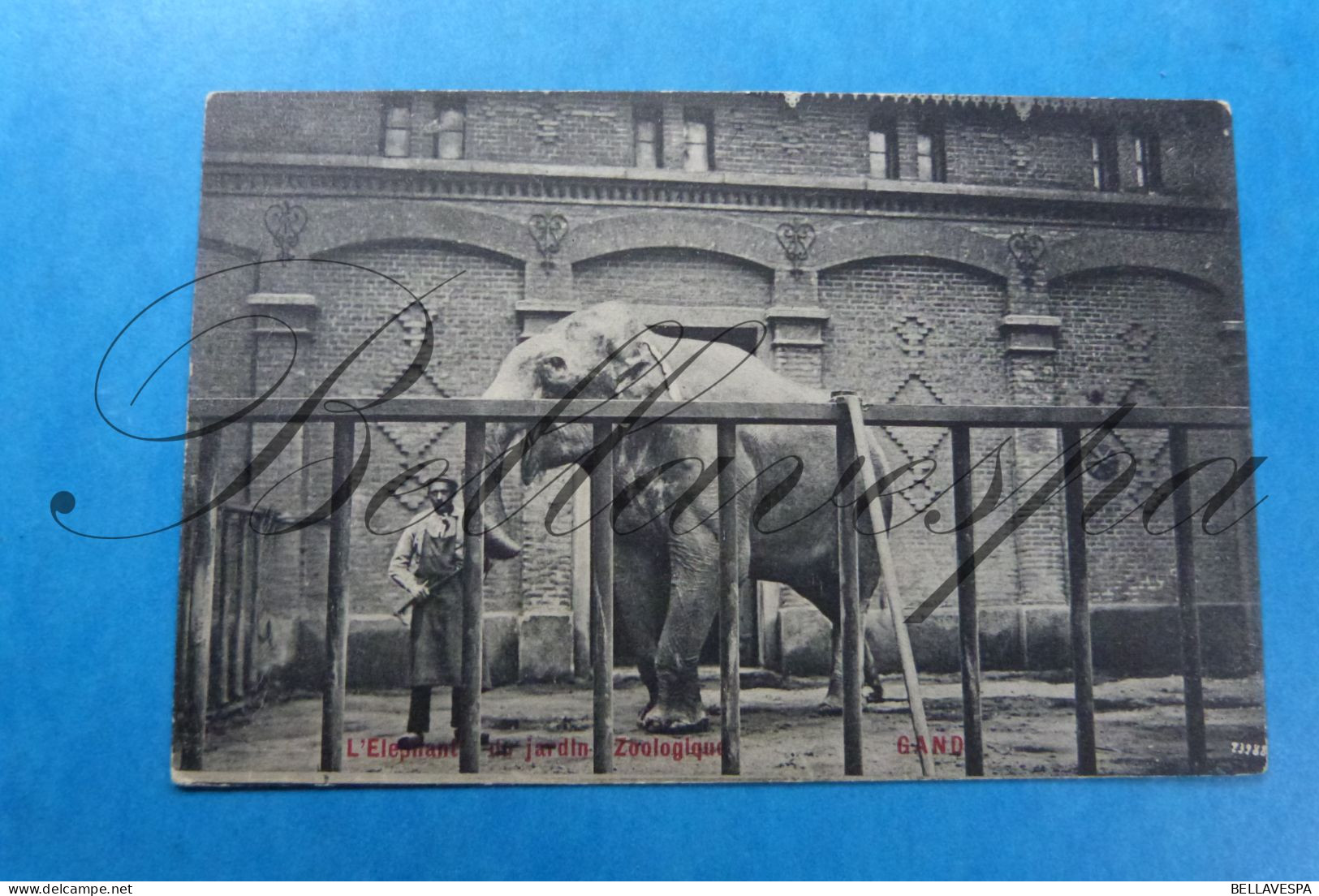 Gent L'Elephant Du Jardin Zoologique. Gand.1919, Edit V.G. - Gent