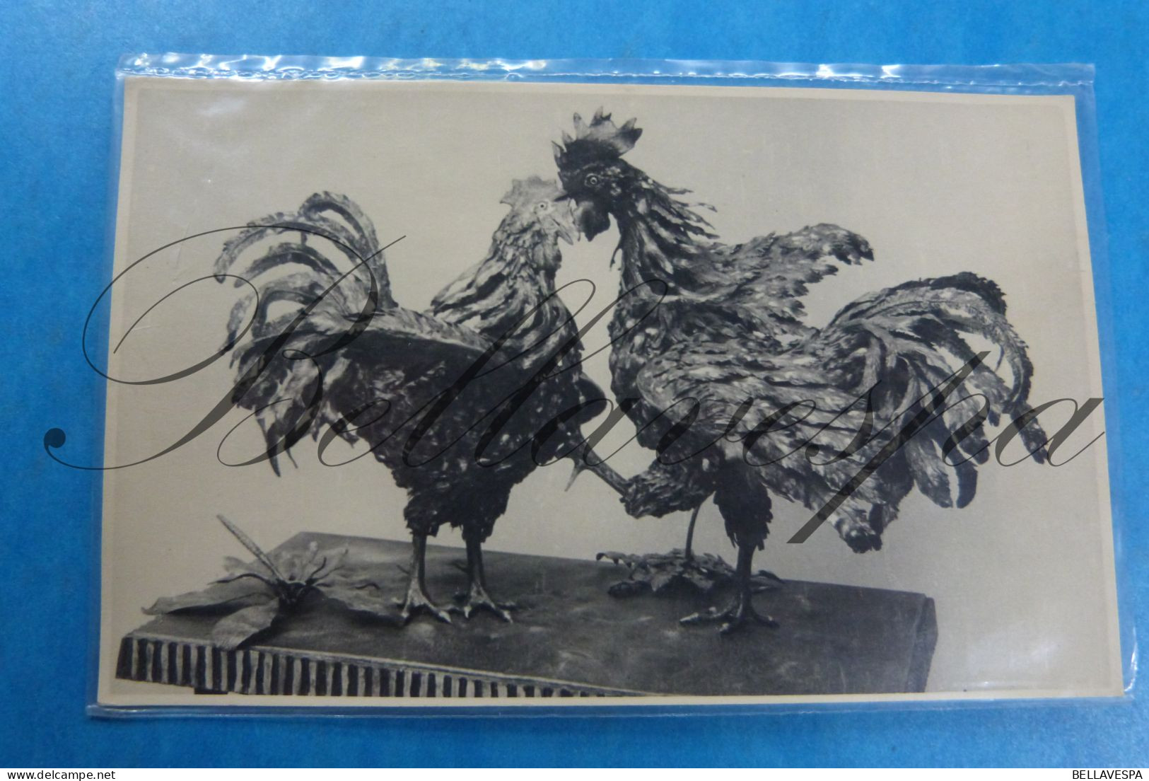 Haan Coq Cock  Lier Lodewijk Van Boeckel Originele Fotokaart - Skulpturen