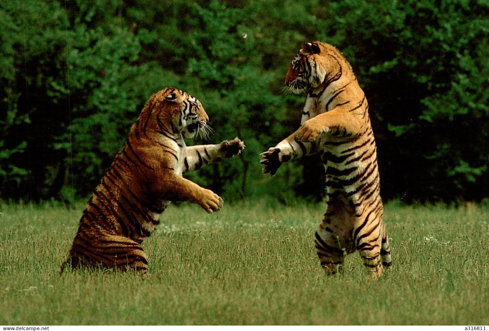 Combat De Tigre - Tijgers