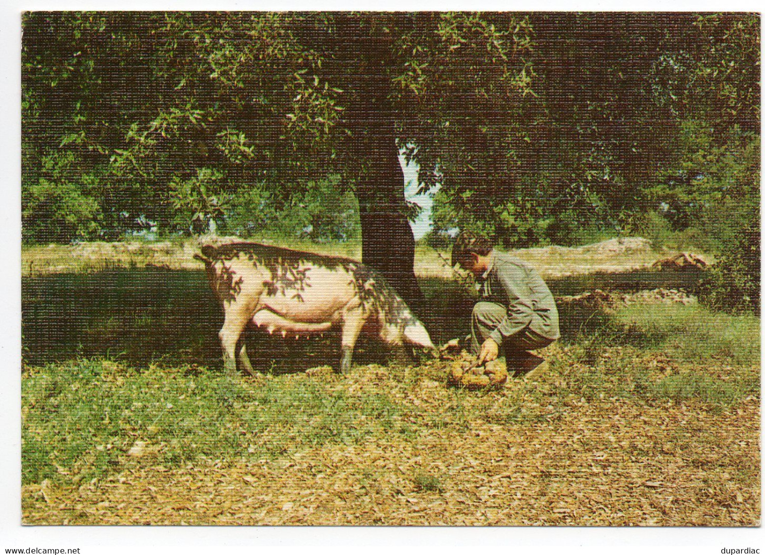 Recherche De La TRUFFE : Lot De 12 Cartes Postales (cochons Et Champignons). - Champignons