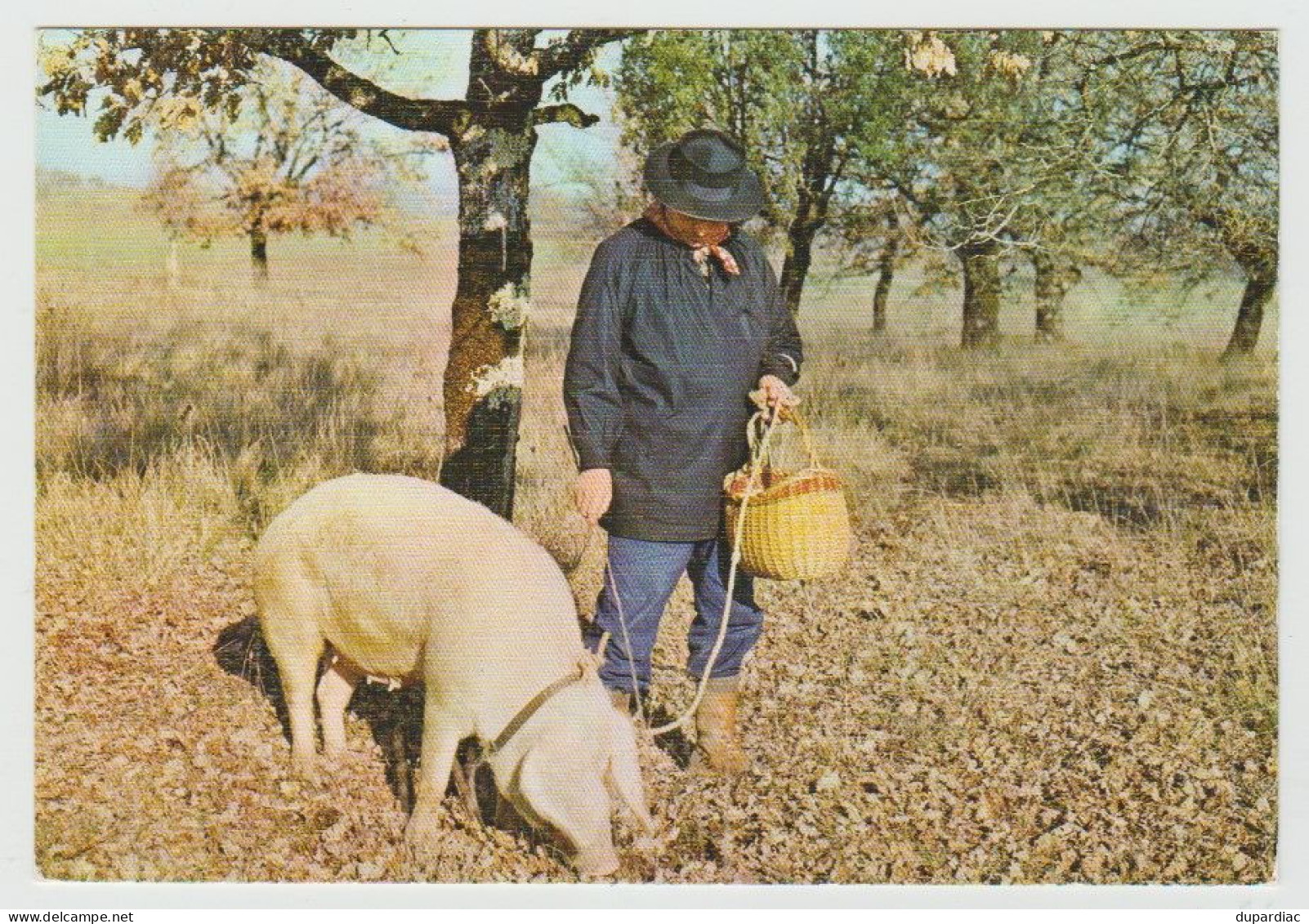 Recherche De La TRUFFE : Lot De 12 Cartes Postales (cochons Et Champignons). - Paddestoelen