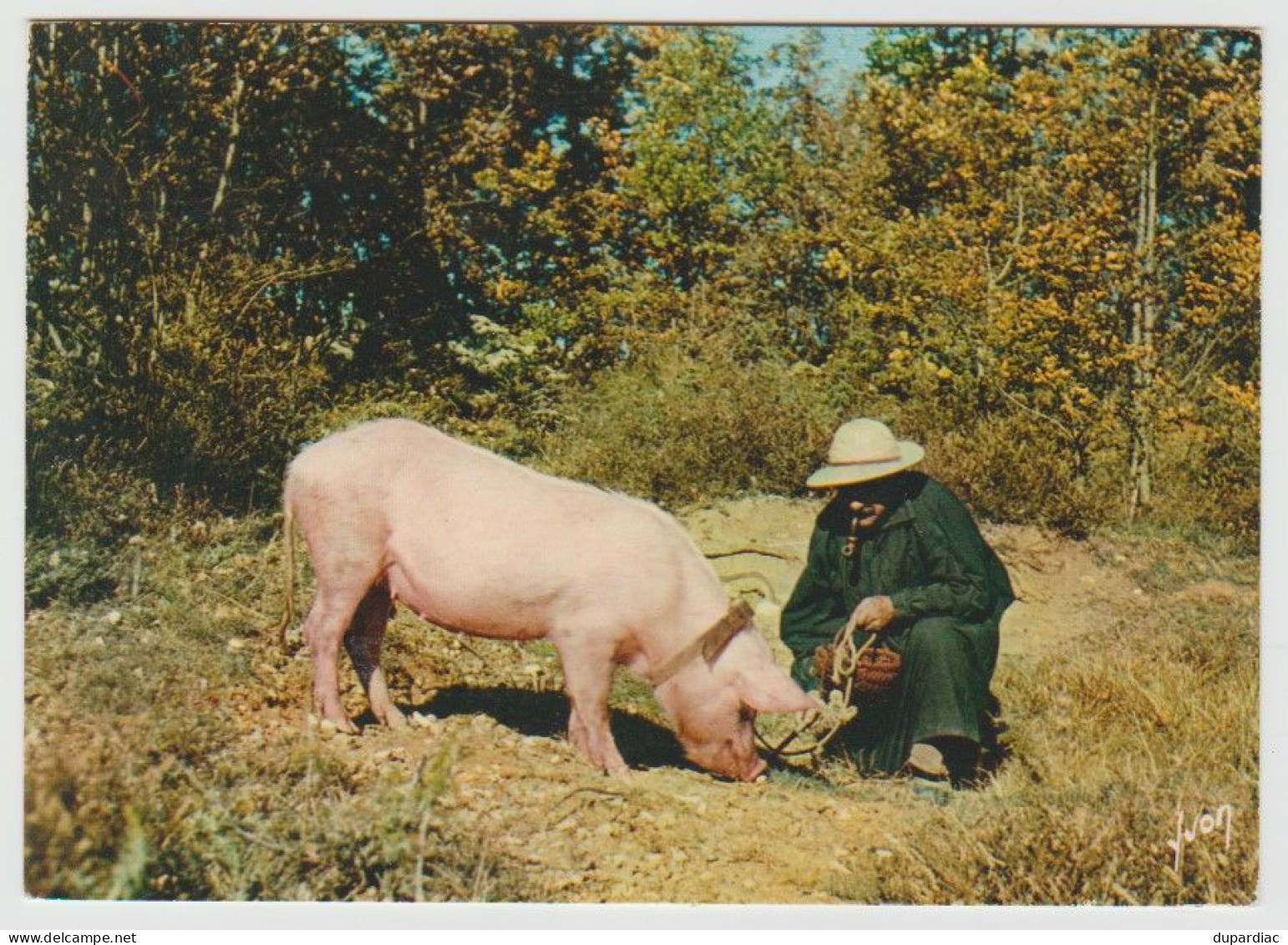 Recherche De La TRUFFE : Lot De 12 Cartes Postales (cochons Et Champignons). - Mushrooms