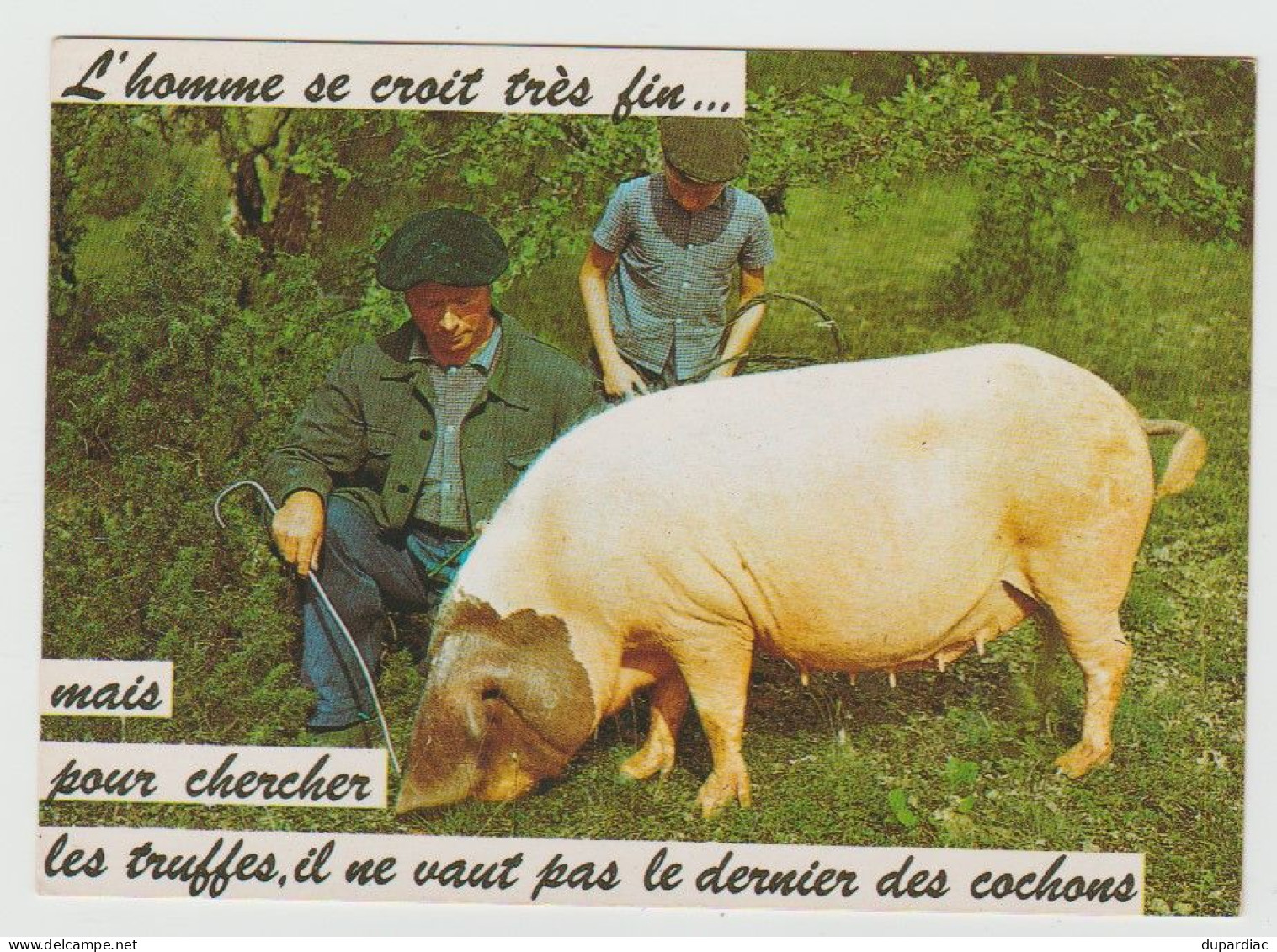 Recherche de la TRUFFE : lot de 12 cartes postales (cochons et champignons).