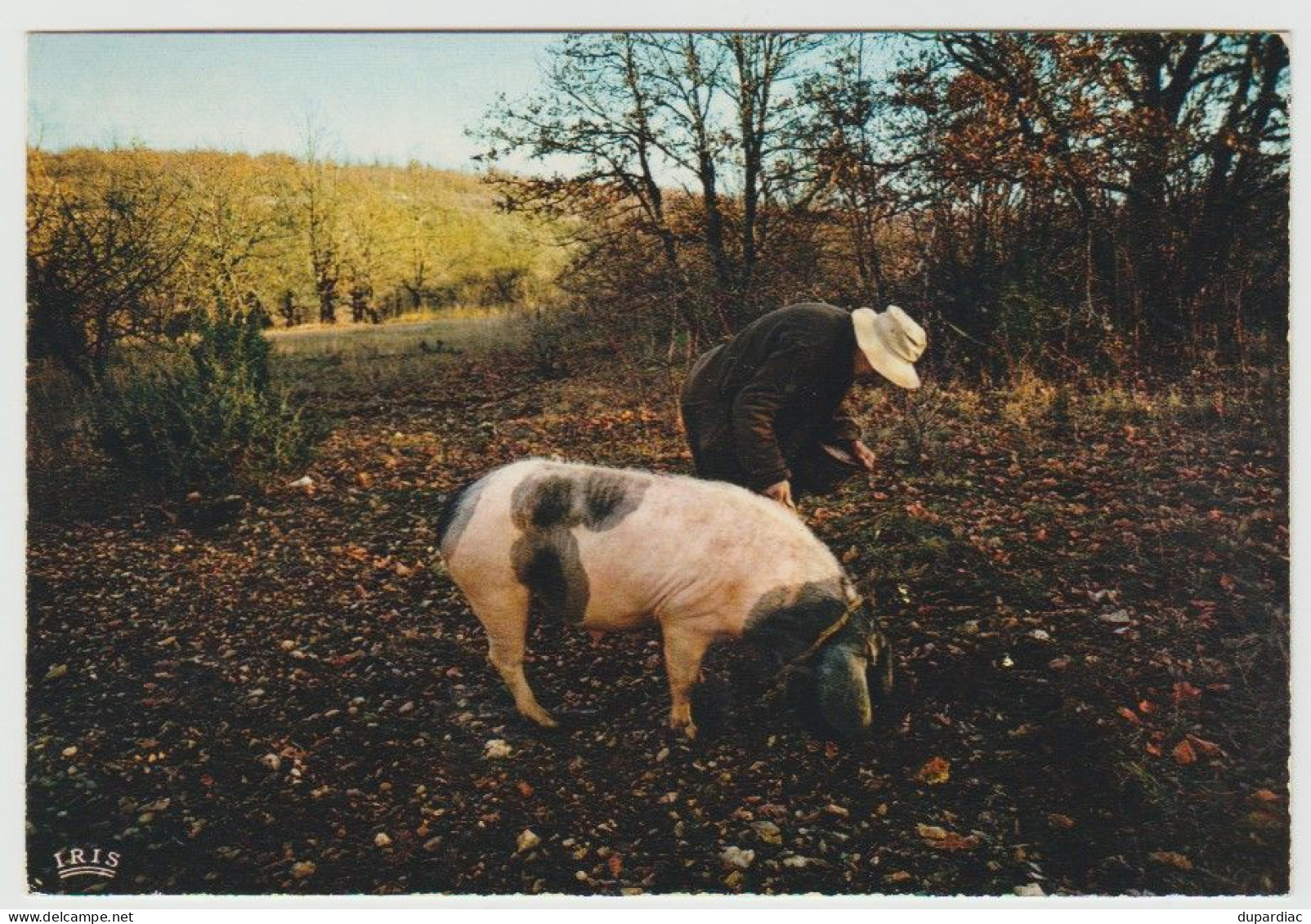 Recherche de la TRUFFE : lot de 12 cartes postales (cochons et champignons).