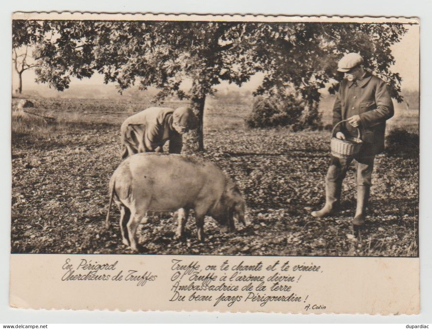 Recherche de la TRUFFE : lot de 12 cartes postales (cochons et champignons).