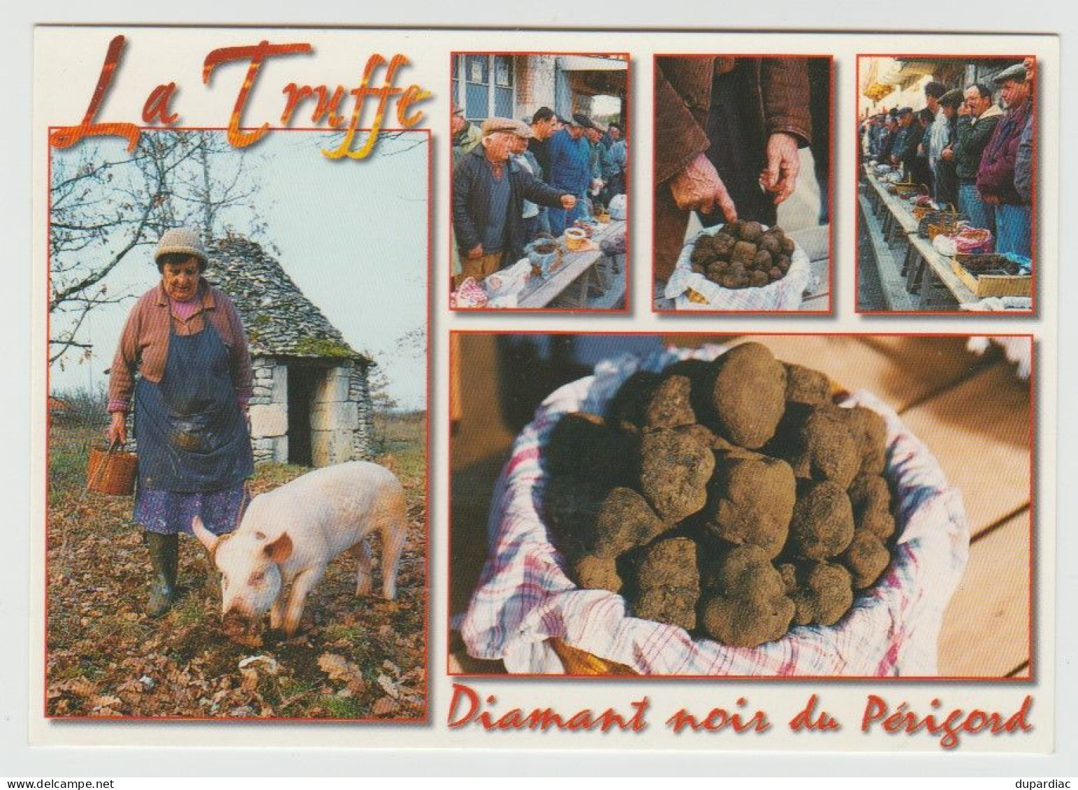 Recherche de la TRUFFE : lot de 12 cartes postales (cochons et champignons).