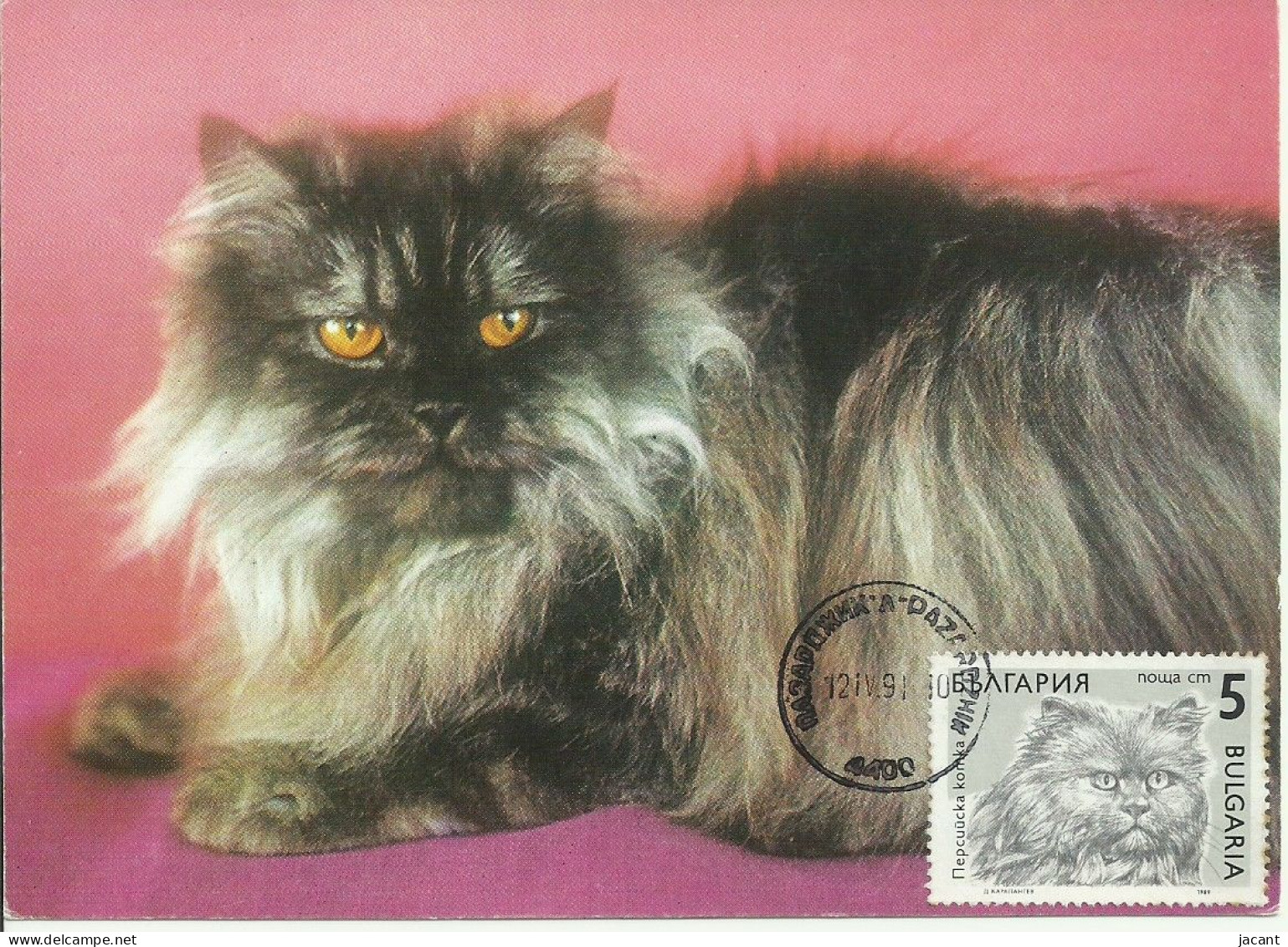 Cartes Maximum - Bulgarie - Gato - Chat - Cat - Cartas & Documentos