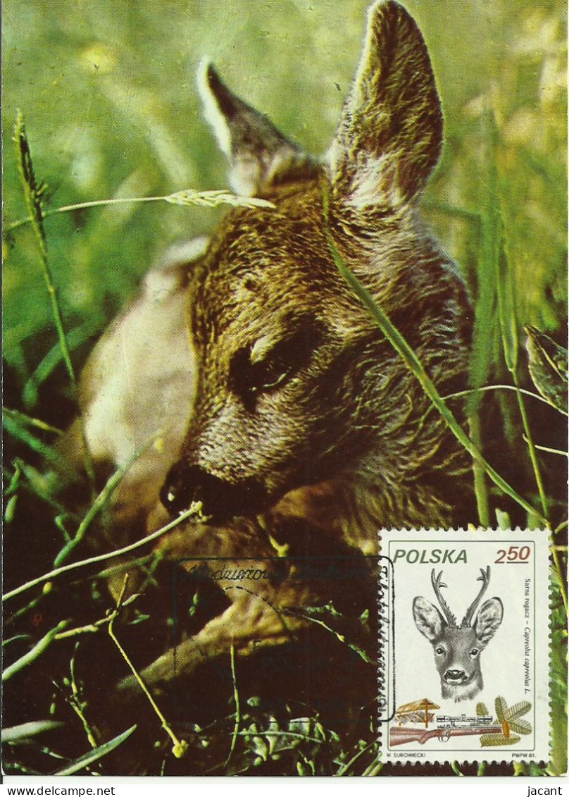 Cartes Maximum - Pologne - Corça - Chevreuil - Roe Deer - Capreolus Capreolus - Maximumkaarten