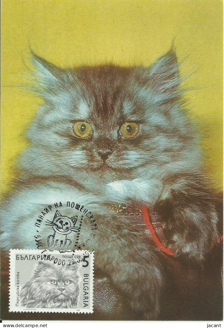Cartes Maximum - Bulgarie - Gato - Chat - Cat - Brieven En Documenten