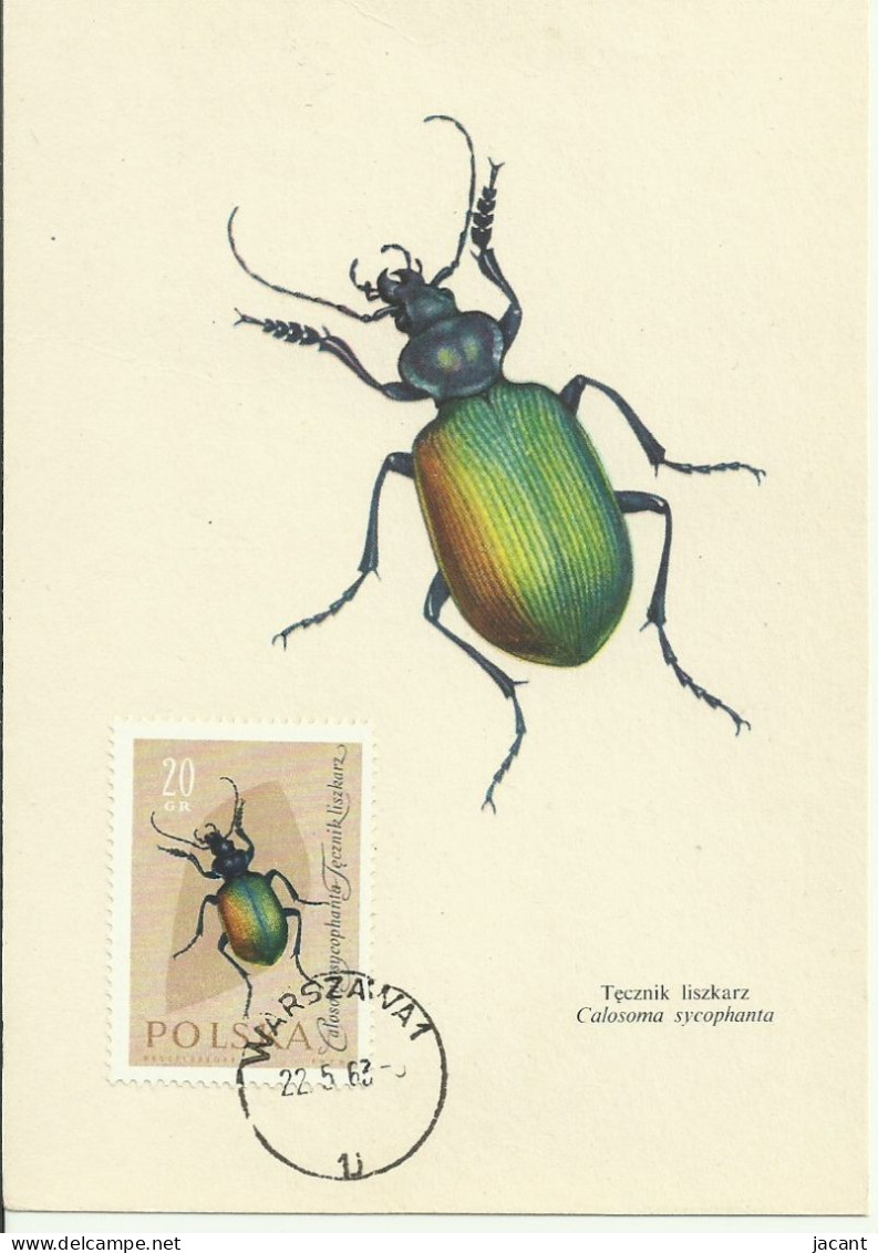 Cartes Maximum - Pologne - Besouro - Grand Calosame - Forest Caterpillar Hunte - Calosama Sycophanta - Maximumkaarten