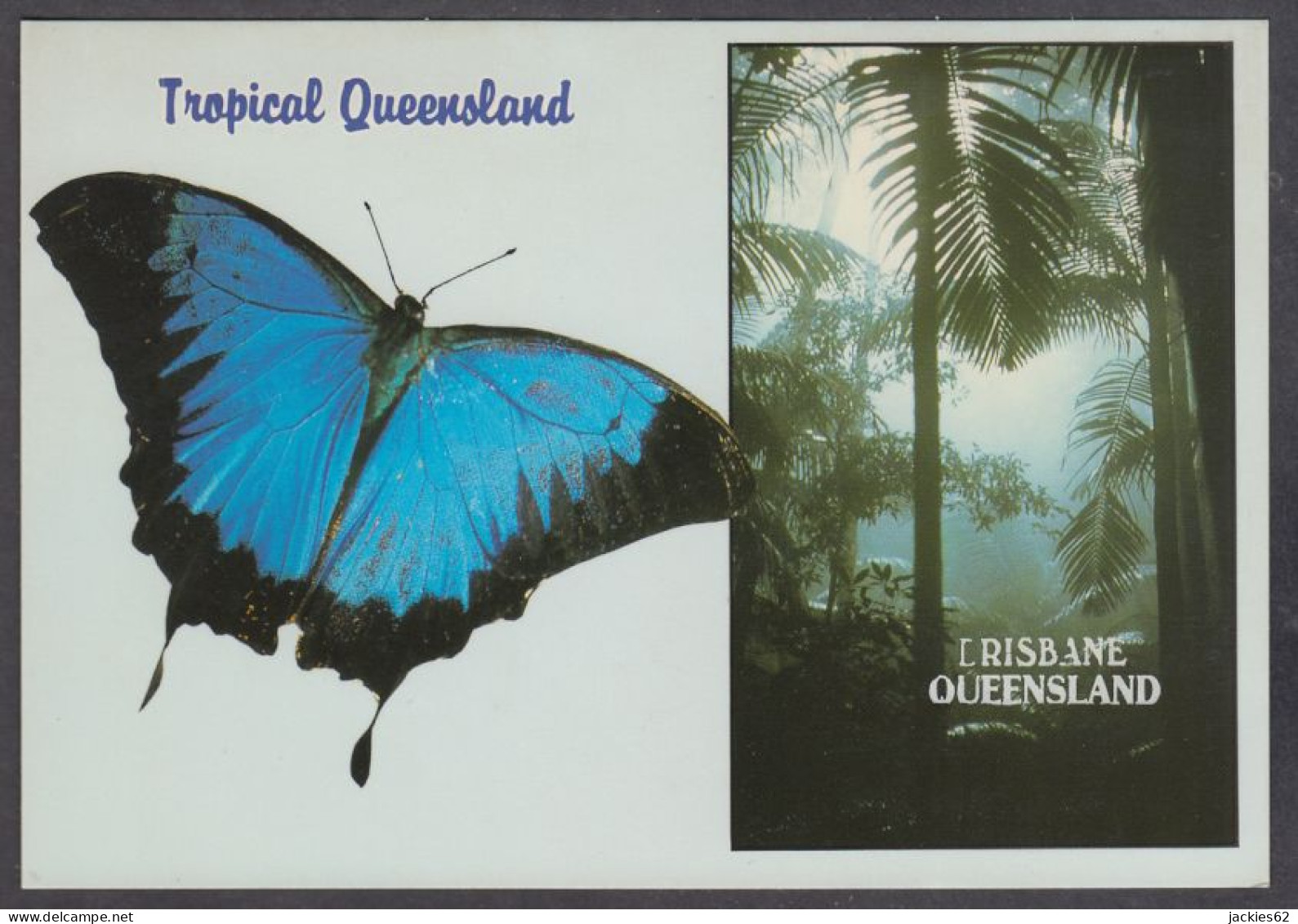 128610/ Tropical Queenslandand Ulysses Butterfly - Brisbane