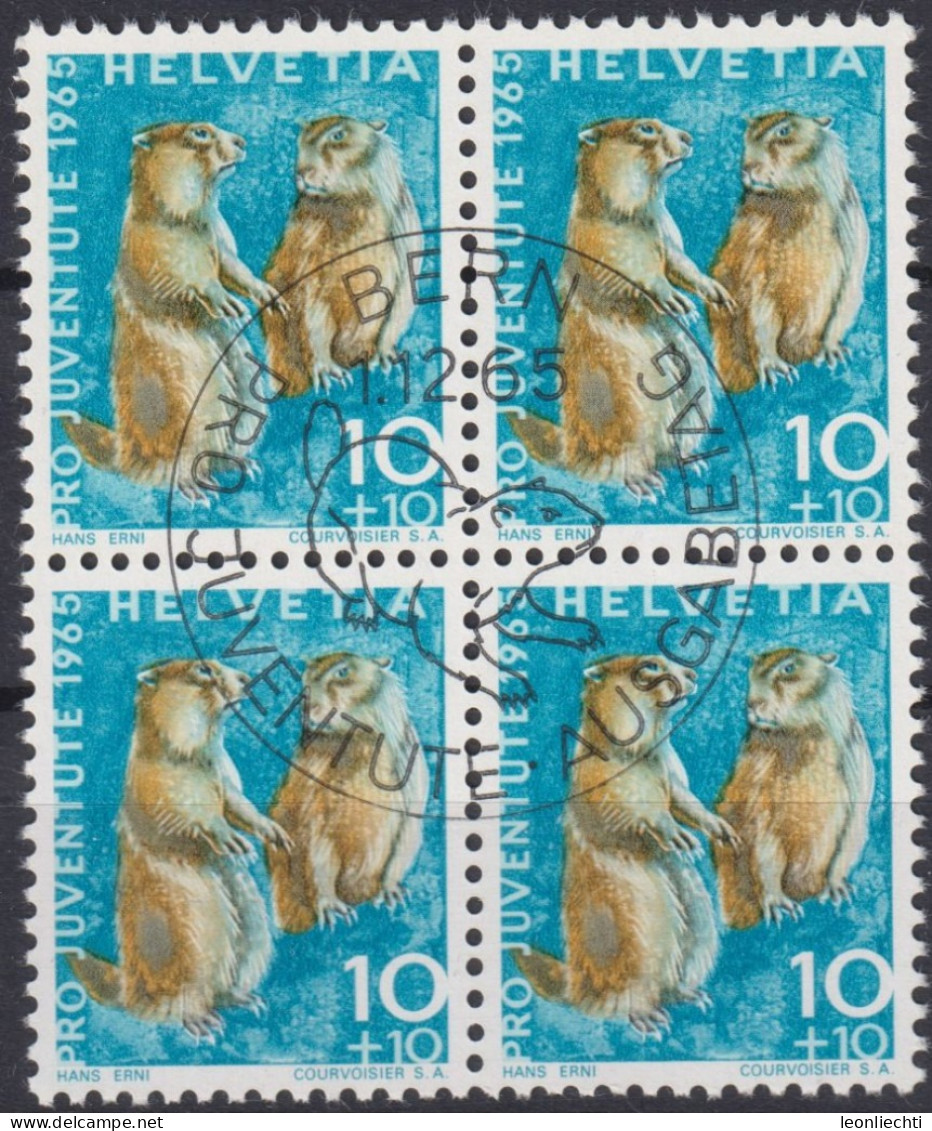 1965 Schweiz Pro Juventute ET ° Zum: CH J211, Mi: CH 827, Alpenmurmeltier, Einheimische Wildtiere - Hasen