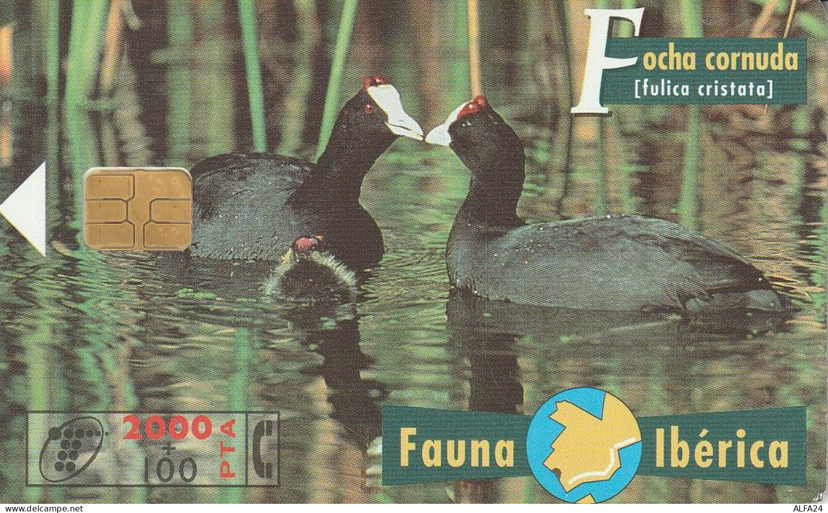 PHONE CARD SPAGNA FAUNA IBERICA  (CV6909 - Basisuitgaven