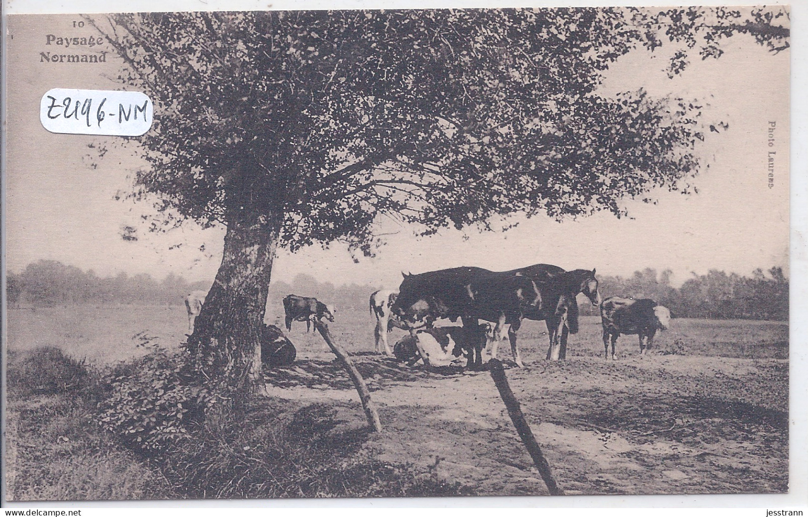 PAYSAGE NORMAND- VACHES AU PATURAGE - Viehzucht