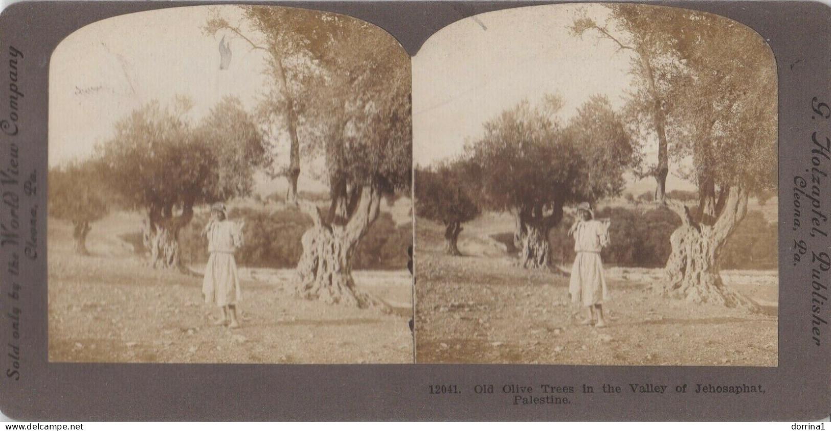 Palestine STEREO - Jerusalem Old Olive Trees In Valley Of Jehosaphat Stereoview - Visionneuses Stéréoscopiques