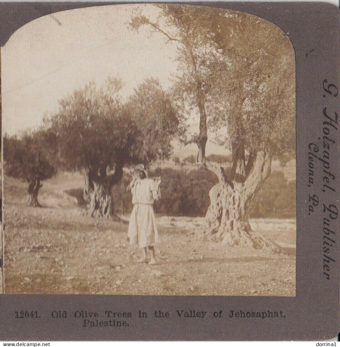 Palestine STEREO - Jerusalem Old Olive Trees In Valley Of Jehosaphat Stereoview - Stereoskope - Stereobetrachter