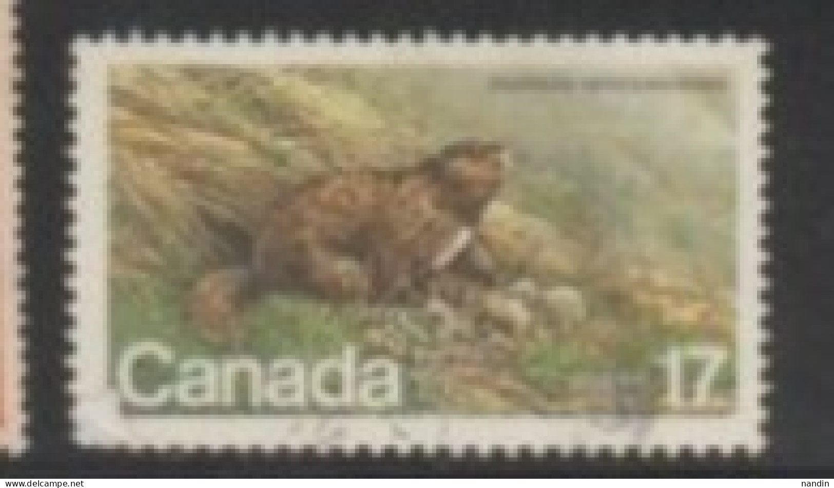 1981  CANADA STAMP (USED) OnENDANGERED WILD LIFE/Marmota Vancouverensis, The Vancouver Island Marmot - Roedores