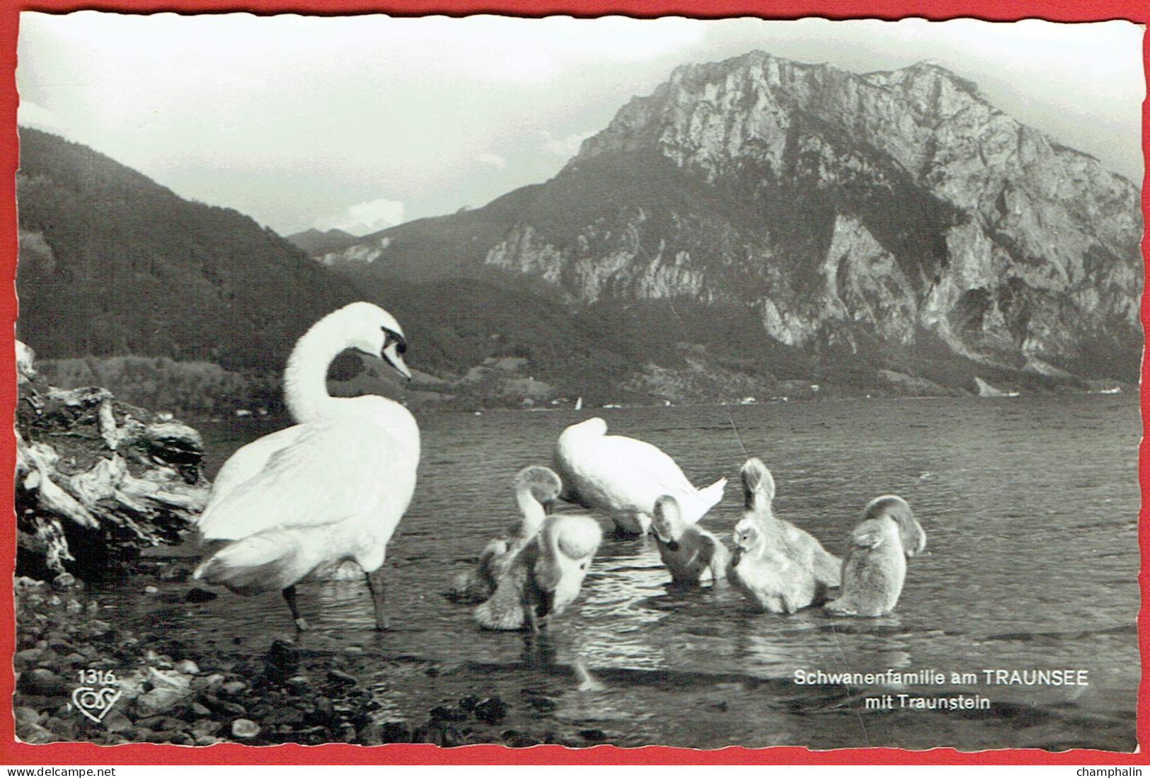 Schwanenfamilie Am Traunsee Mit Traunstein - Famille De Cygnes Swan - Traun