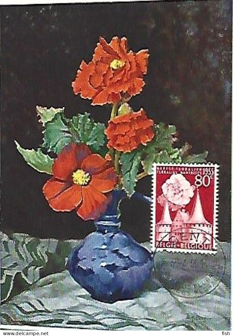 Belgium &  Maximum Card ,Floralies Gantoises, Begonien, Begonia, Gent 1955 (99987) - 1951-1960