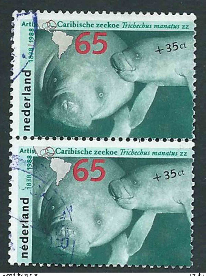 Pays Bas, Netherlands, Nederland 1988; Amsterdammer ZOO 65c+35c Trichechus Manatusa , Walrus, Tricheco. Couple Used. - Usados