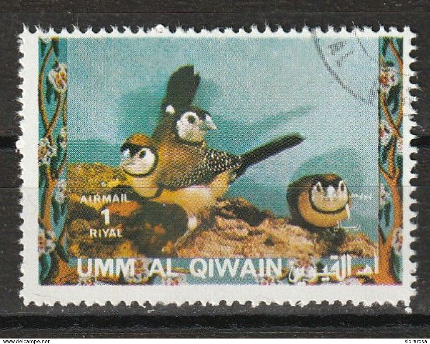 Umm Al Qiwain 1972  Uccelli Birds -Fringuello Double-barred Finch (Stizoptera Bichenovii) CTO - Passeri