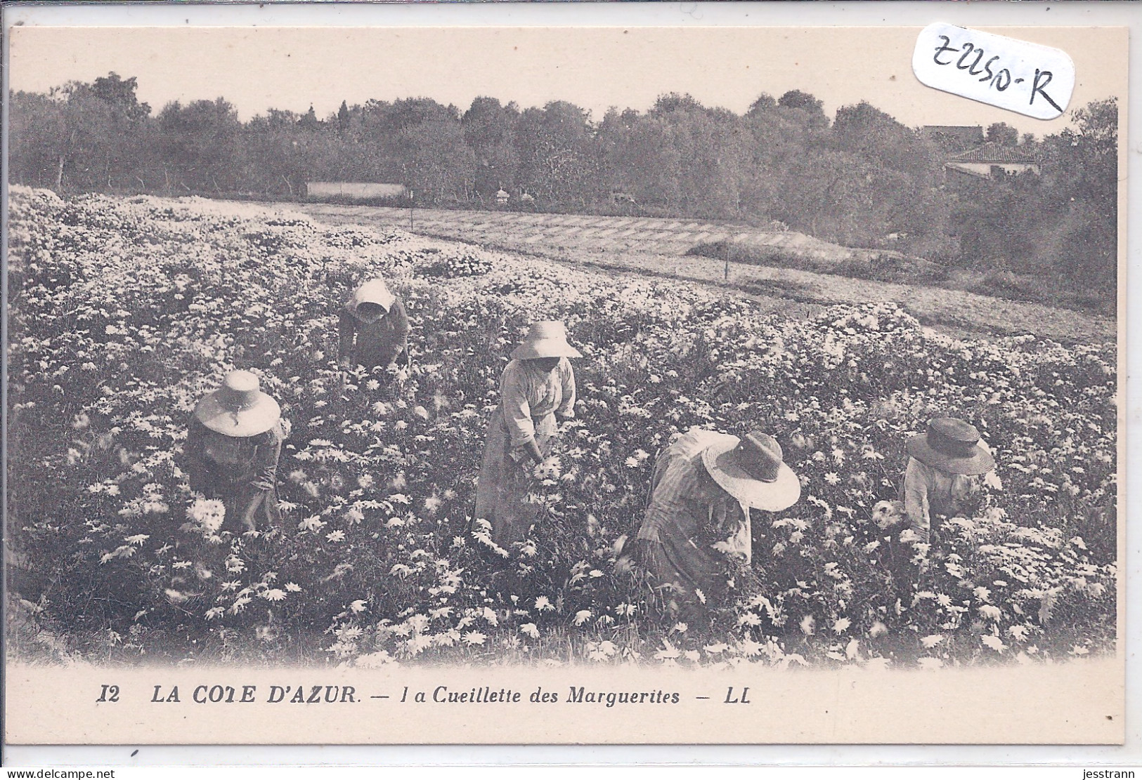 COTE-D AZUR- LA CUEILLETTE DES MARGUERITES - Provence-Alpes-Côte D'Azur