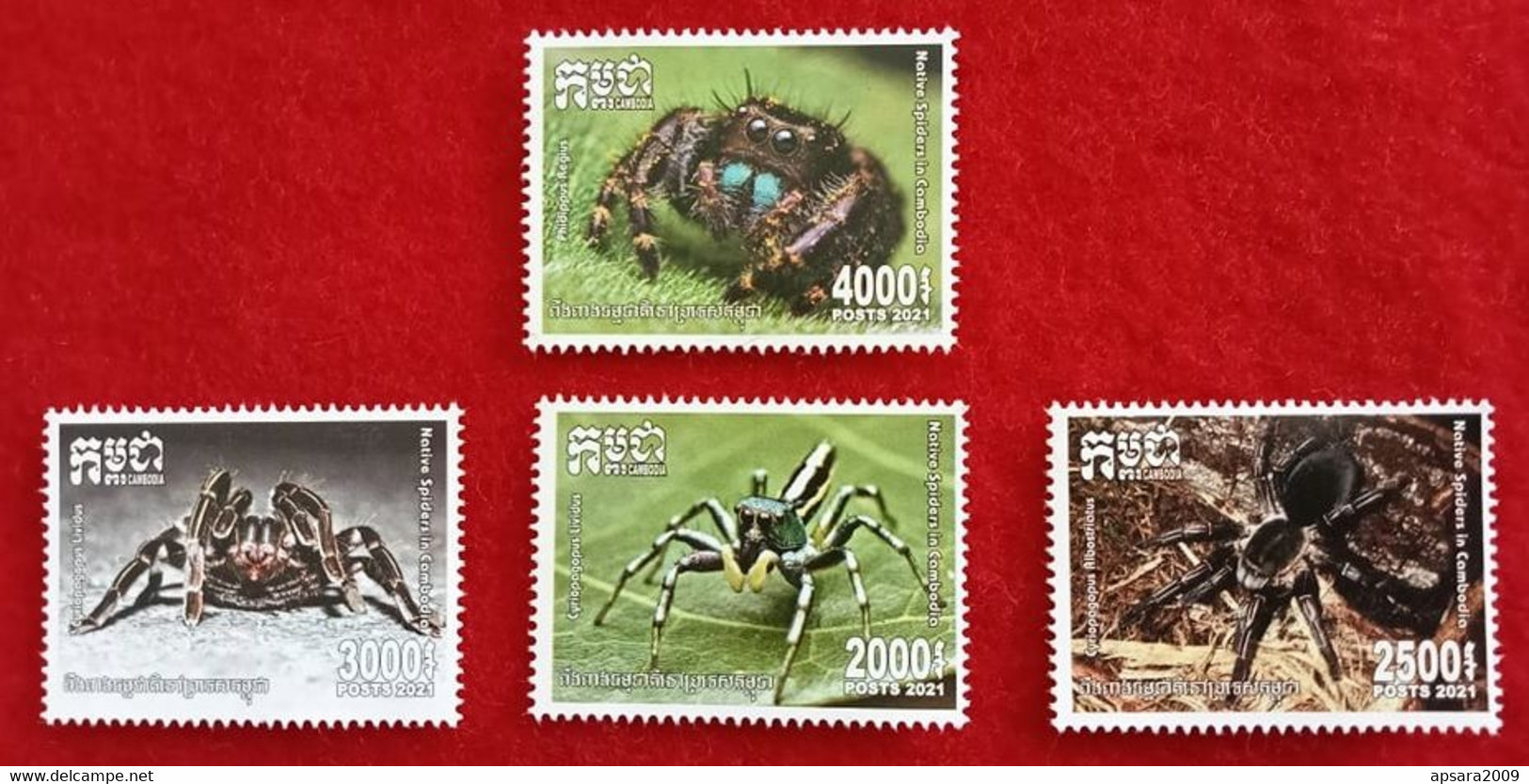 CAMBODGE / CAMBODIA/ Native Spiders In Cambodia 2021. - Cambodge