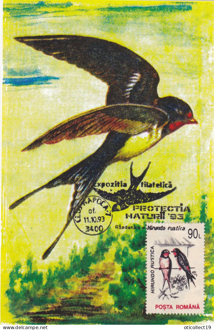 BIRDS SWALLOW MAXI CARD,CARTES MAXIMUM, 1993, ROMANIA - Swallows
