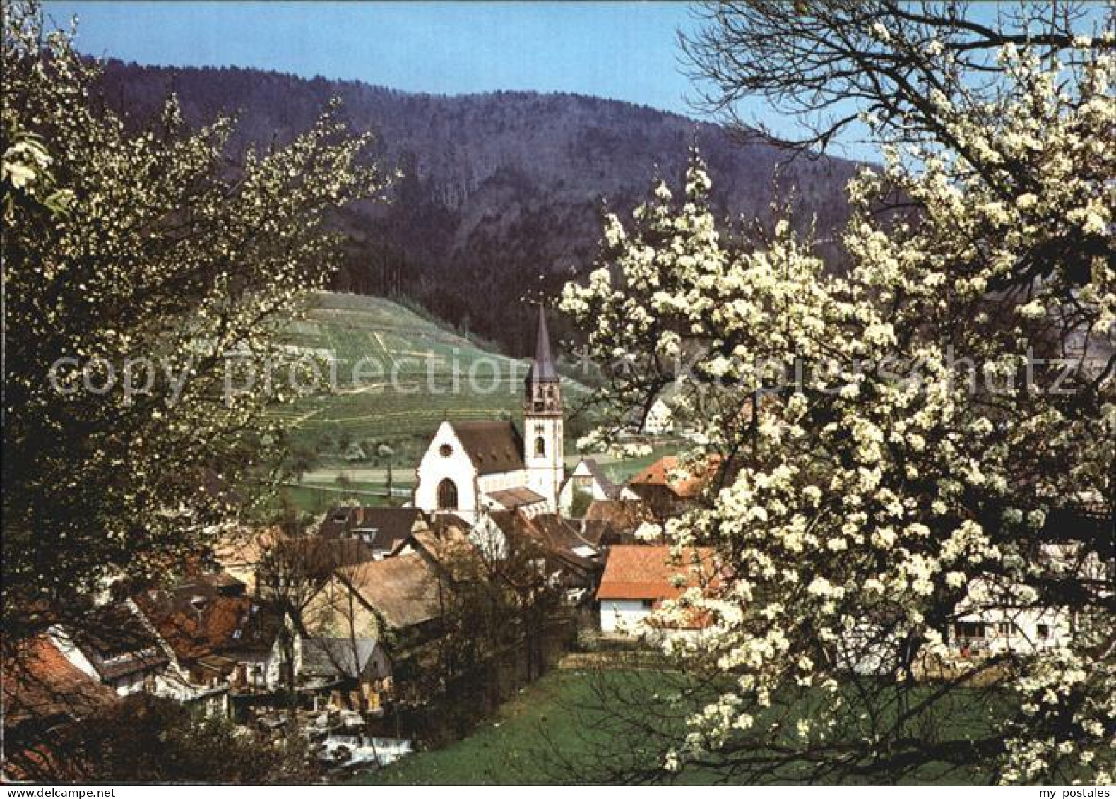 42554246 Glottertal Kirche Baumbluete Glottertal Schwarzwald - Glottertal