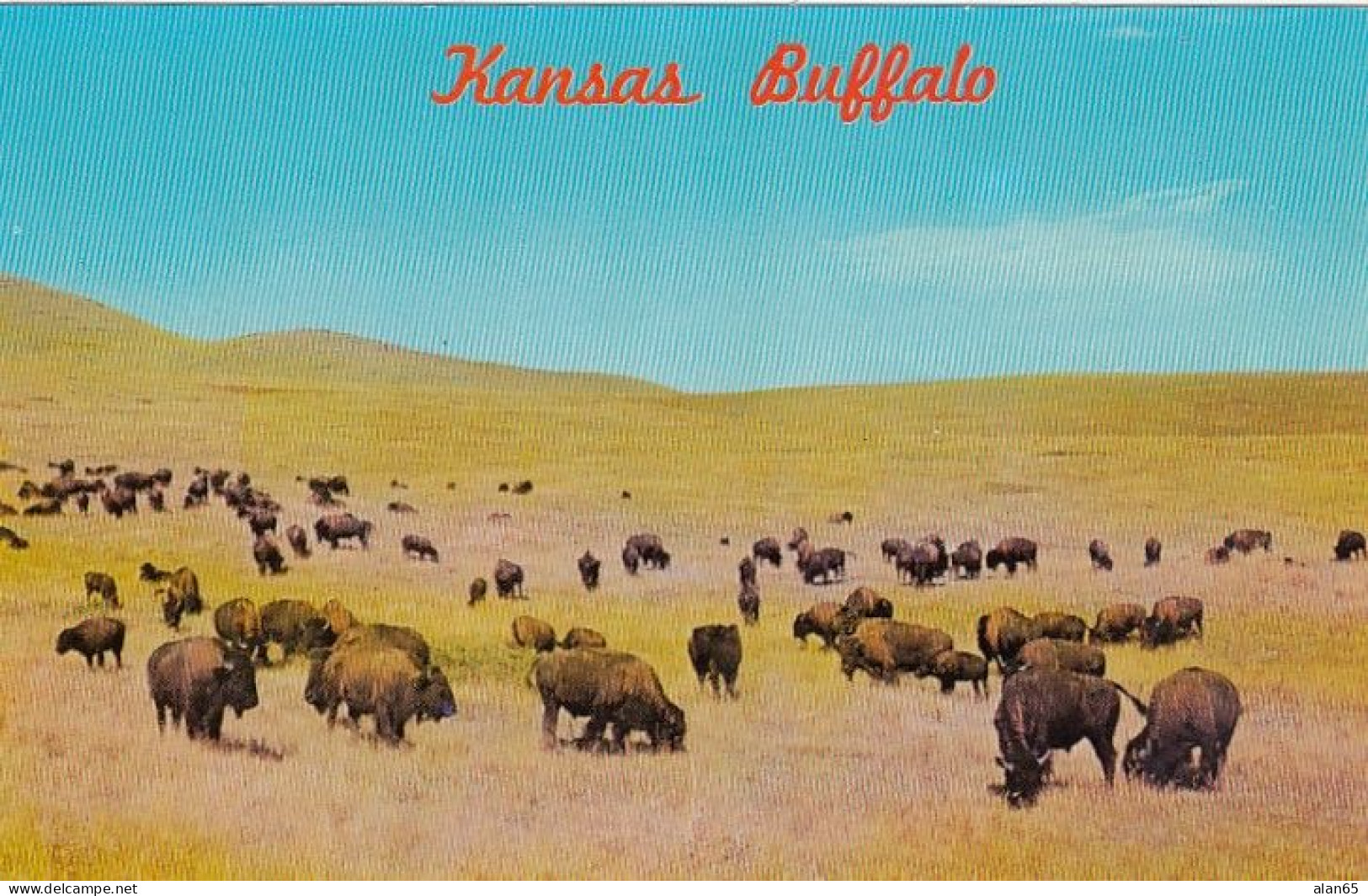 Kansas Bison American Buffalo Herd, C1950s/60s Vintage Postcard - Altri & Non Classificati