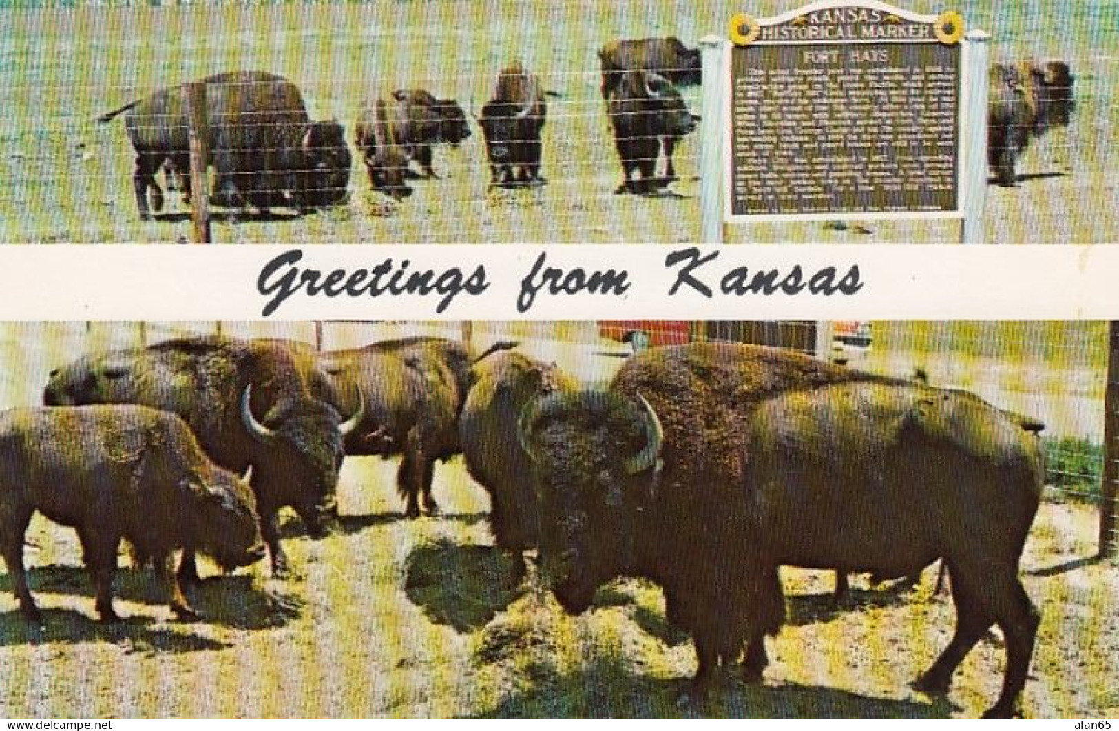 Greetings From Kansas Bison American Buffalo Herd, Fort Hays Historical Marker C1960s Vintage Postcard - Altri & Non Classificati