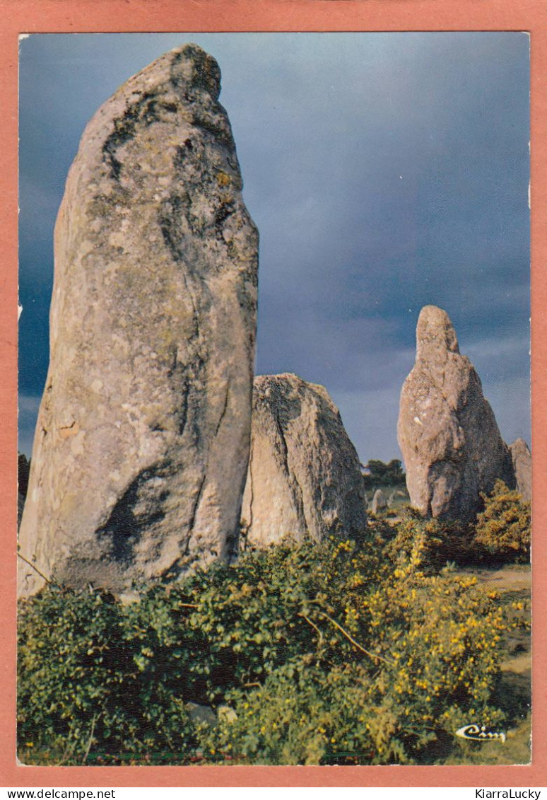 CARNAC - MORBIHAN - ALIGNEMENTS DE KERMARIO - ECRITE - Dolmen & Menhire