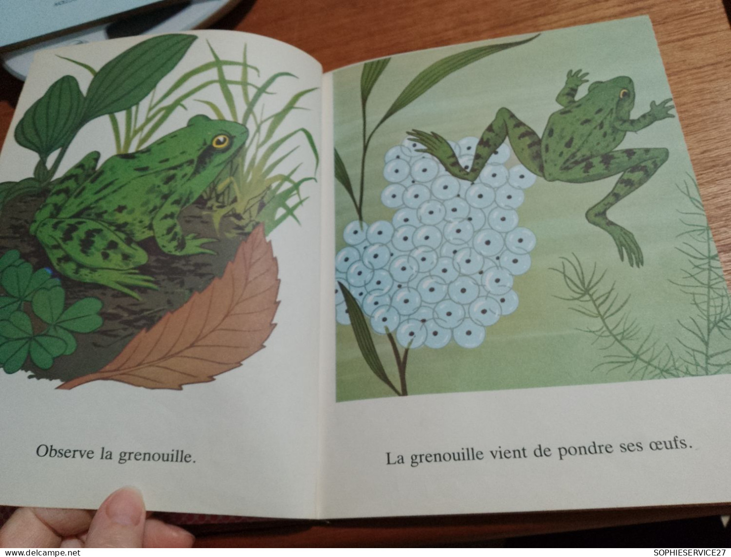 147 //  La Grenouille / GENTIL COQUELICOT "EVEIL" 1978   23 Pages - Hachette