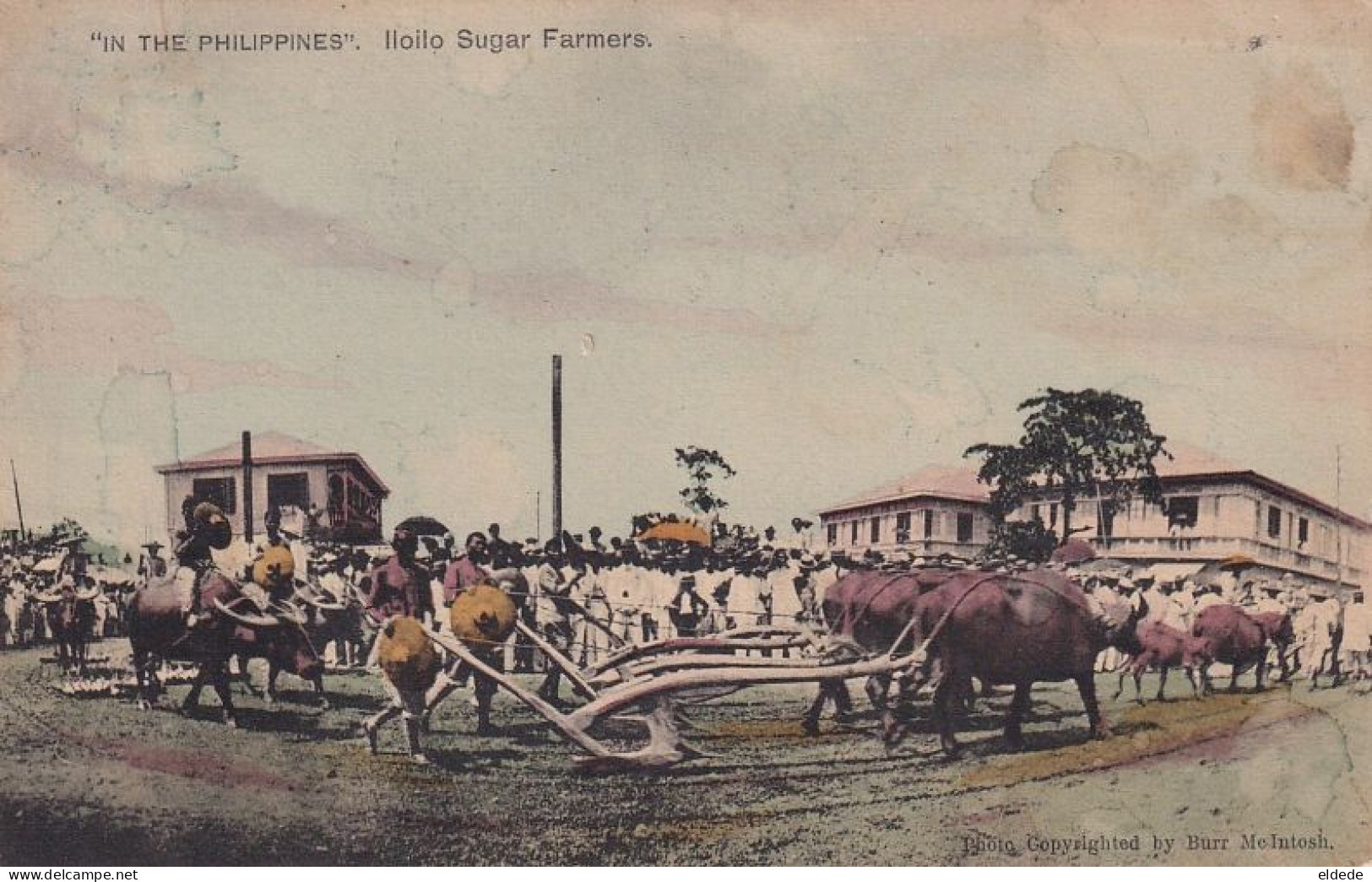 Iloilo Sugar Farmers . Sugar Plant . Sucreie . Ploughing With Buffalos - Philippines