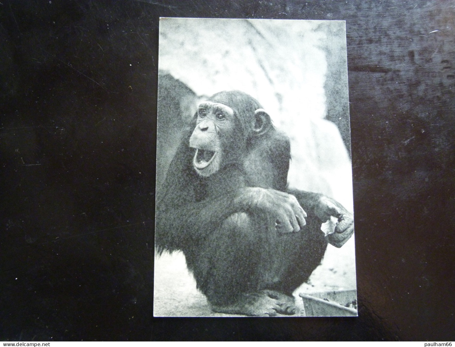 PARC ZOOLOGIQUE DU BOIS DE VINCENNES  -  CHIMPANZE - Tigres