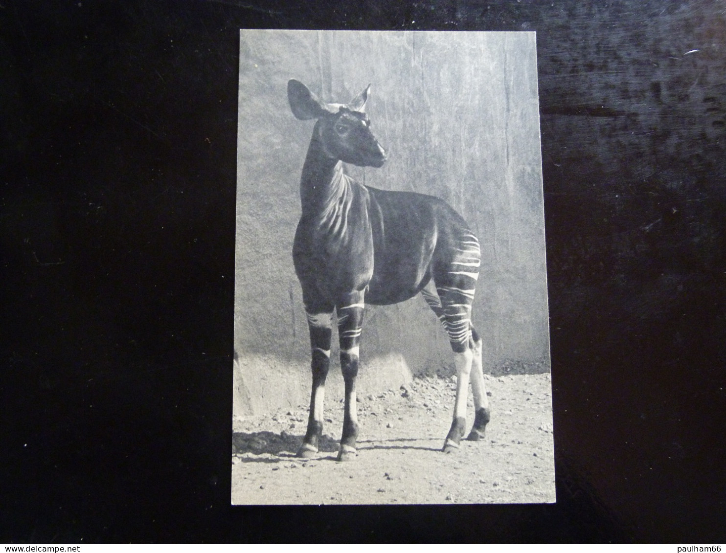 PARC ZOOLOGIQUE DU BOIS DE VINCENNES  -  OKAPI - Tigers