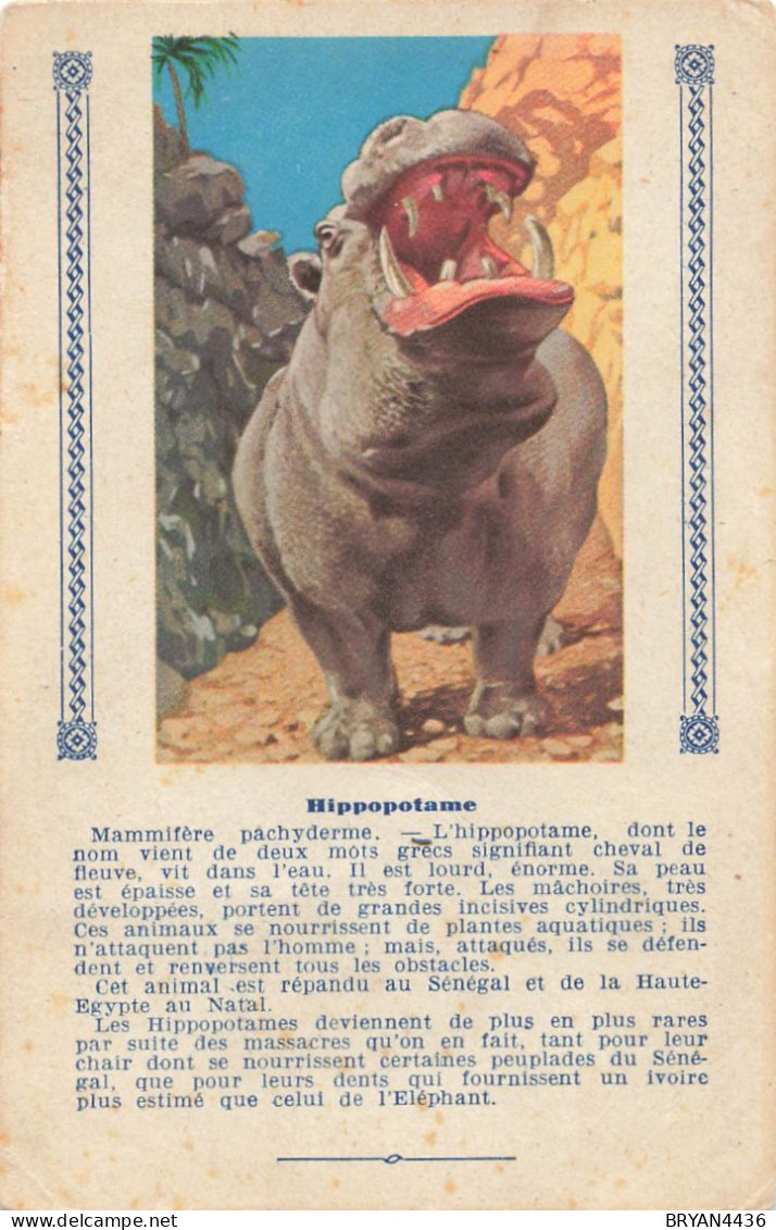 HIPPOPOTAME - ANIMAL - CARTE ILLUSTREE (9x14cm) Offerte Aux Enfants Sages Par TEINTURE L'EXPRESS - Hipopótamos