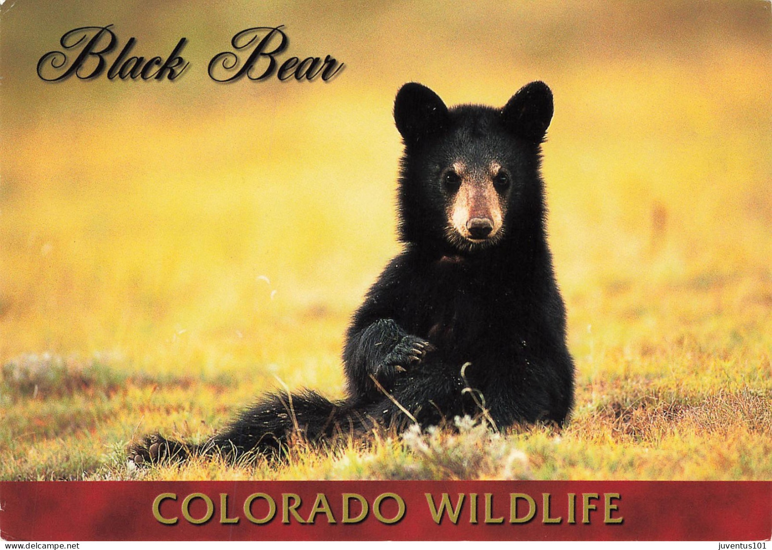 CPSM Black Bear-Ours-Colorado Wildlife-Beau Timbre-RARE      L2463 - Autres & Non Classés