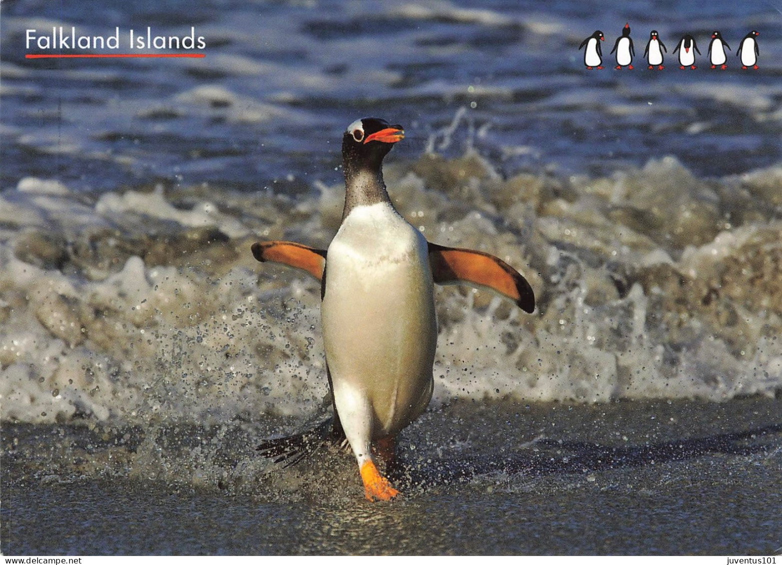 CPSM Falkland Islands-Gentoo Penguin-Pingouin-Beau Timbre-RARE      L2463 - Falklandeilanden