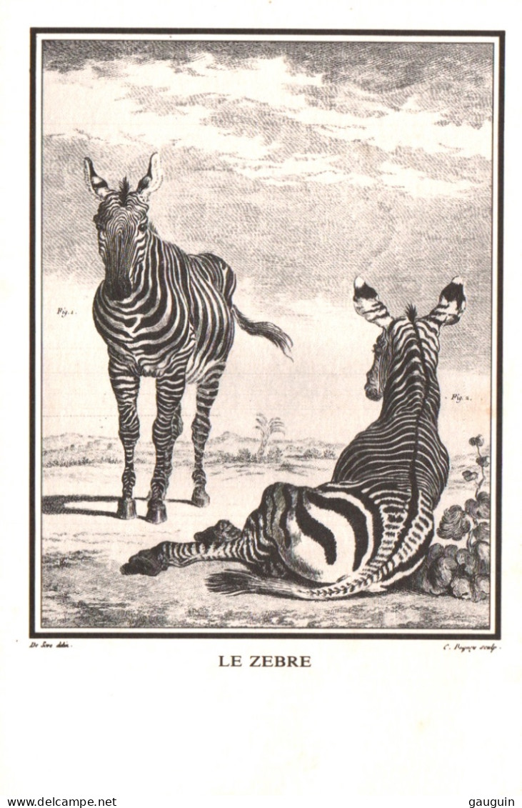 CPM - ZÈBRES - Illustration Gravure D'après De Sève. ... Edition Jacques Hiver - Zebre