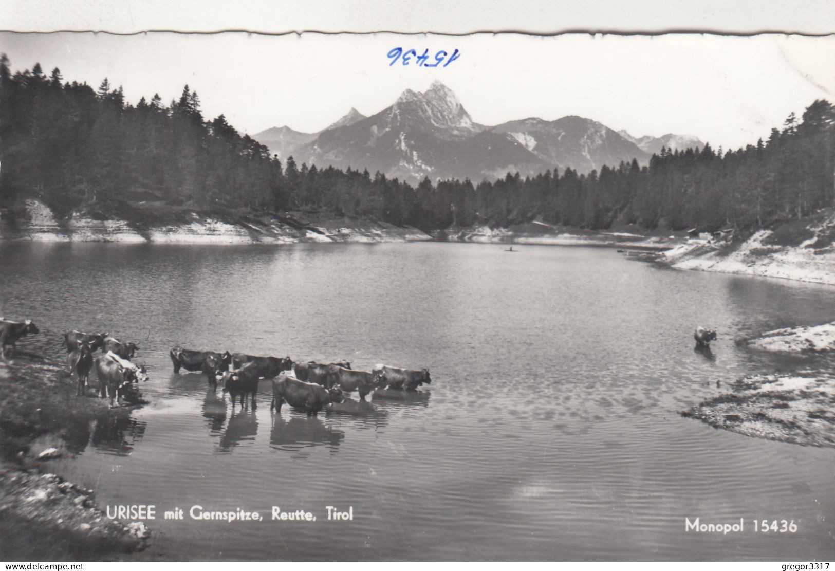 E1119) URISEE Mit Gernspitze - REUTTE - Tirol - Viele Badende Kühe Im Wasser - FOTO AK Alt ! - Reutte