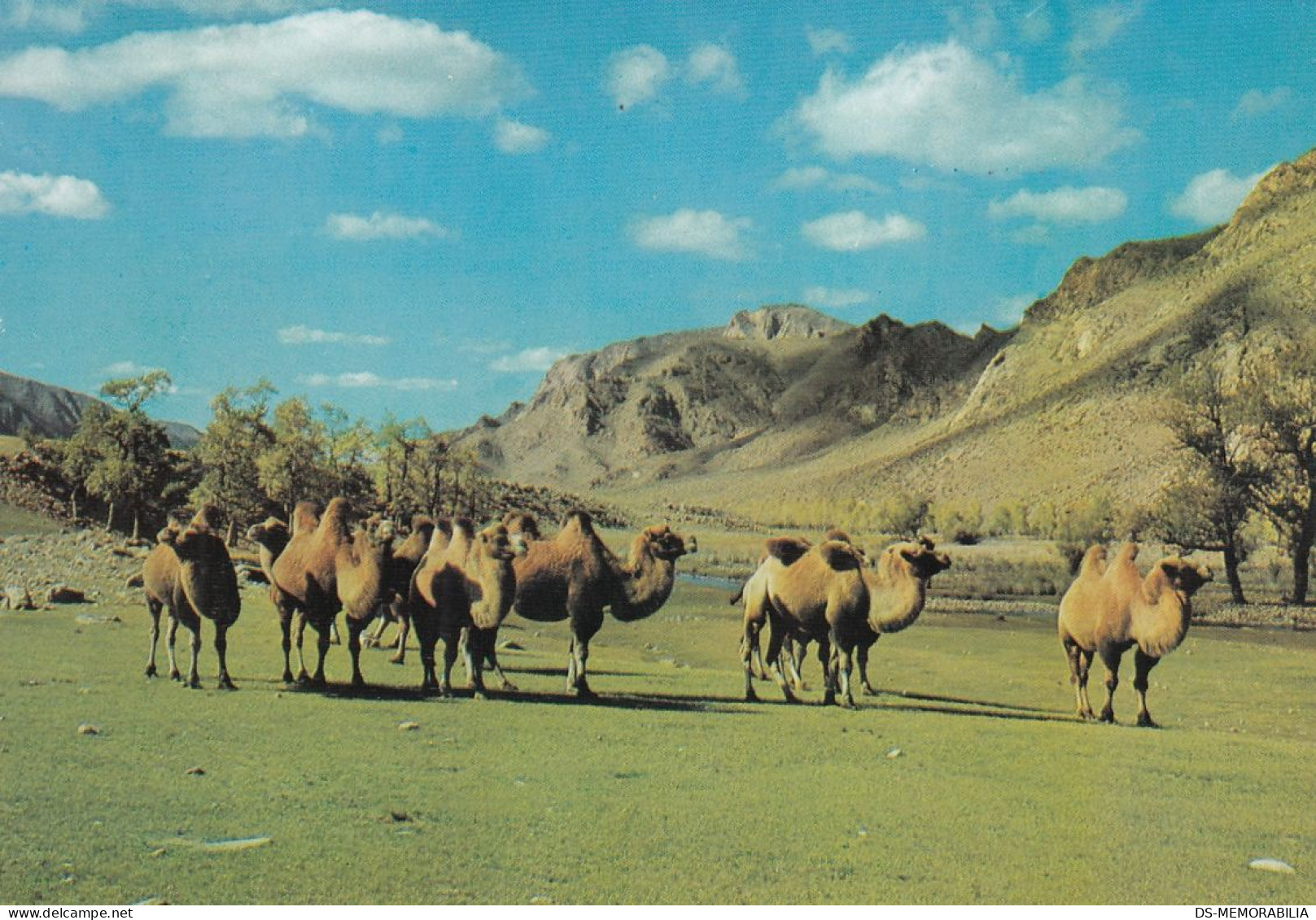 Mongolia - Zabhan Aimak , Camels - Mongolie