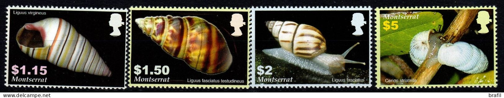 2005 Montserrat ,  Conchiglie Mollusques  , Serie Completa Nuova (**) - Montserrat