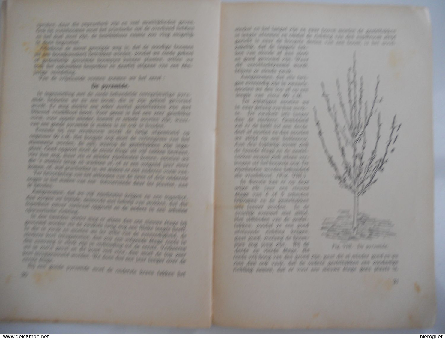 Hoe Snoei Ik Mijn Vruchtenboomen? Door L.C. Muijen Vruchtenbomen Fruitbomen Boomgaard Fruitteelt Landbouw Tuinbouw - Practical