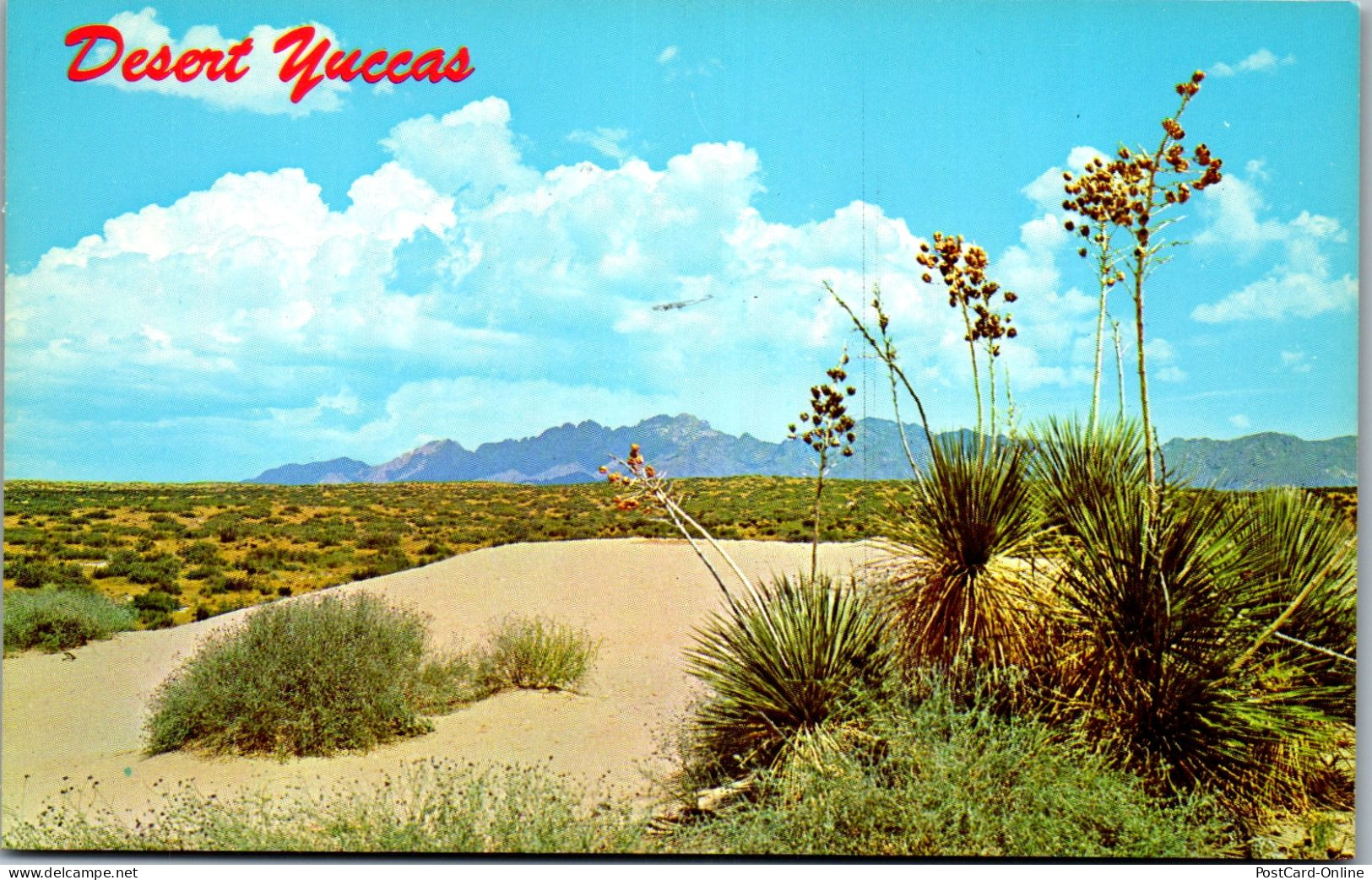 48180 - USA - Las Cruces , Organ Mountains , Desert Yuccas , New Mexico , Yucca - Nicht Gelaufen  - Sonstige & Ohne Zuordnung