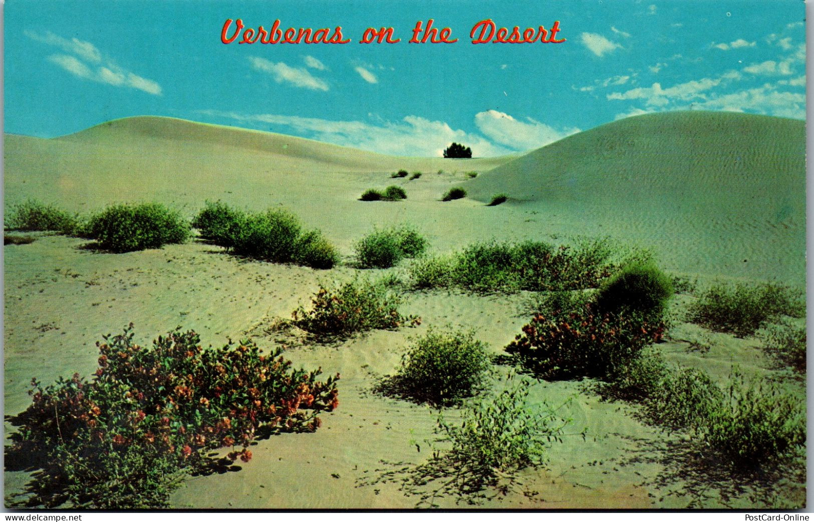 48157 - USA - Arizona , Verbenas On The Desert - Nicht Gelaufen  - Andere & Zonder Classificatie
