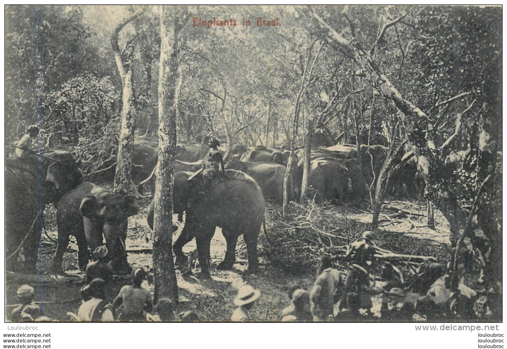 ELEPHANTS IN KRAAL - Sri Lanka (Ceylon)
